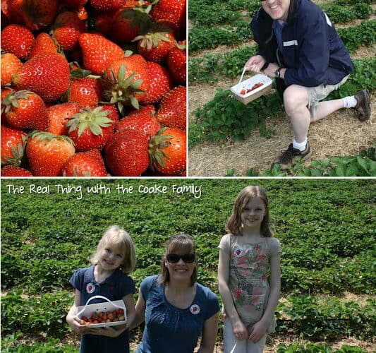 Strawberry Picking and Strawberry Sorbet
