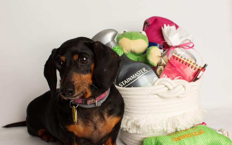 Quick and Easy Pet Gift Basket