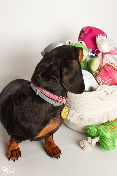 Such a cute Pet Gift Basket! Love the gifts and ideas to make this basket perfect for the doggies whether it be a new pet gift basket or a Christmas gift. 