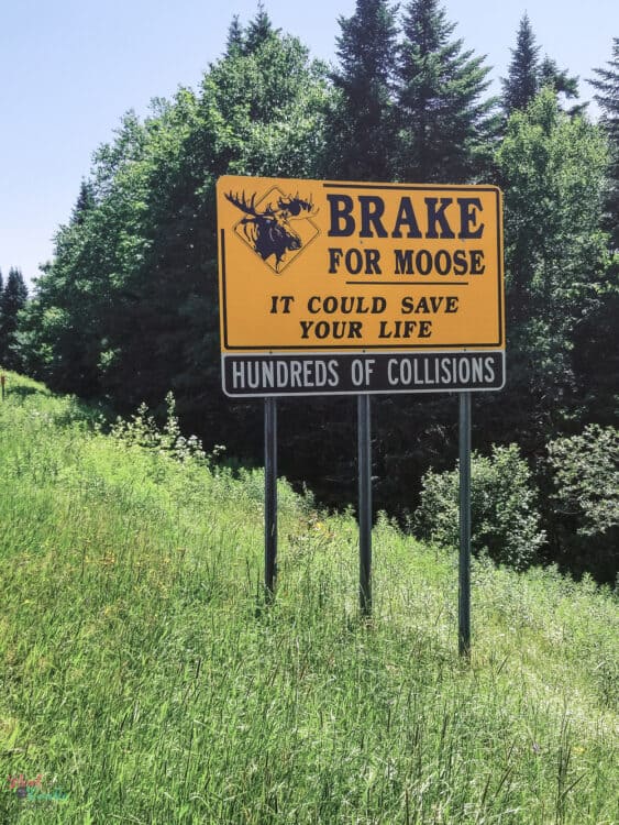 Brake for Moose sign in New Hampshire