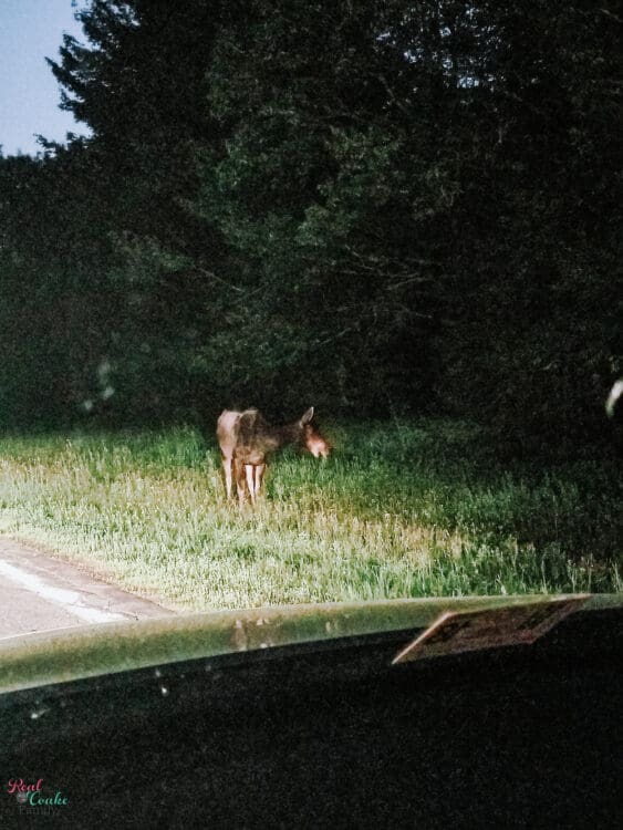 Moose by side of road in Moose Alley in New Hampshire