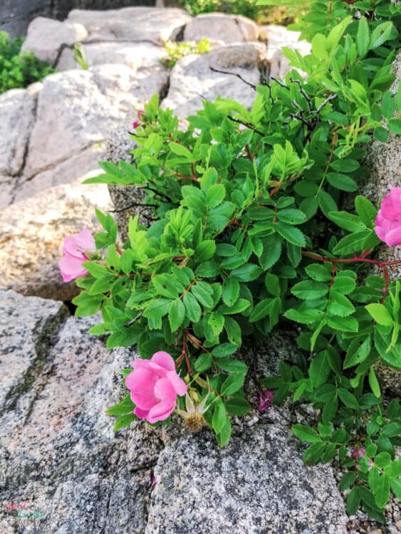 pink flowers growing in rocks at Acadia National Park