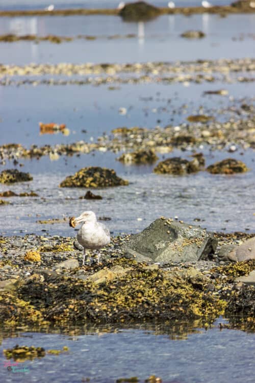 Seagull eating crab at Sand Bar in Acadia National Park