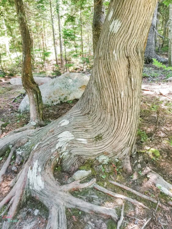 tree with unique bark pattern at Jordan pond at Acadia National park