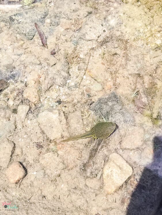 tadpole in Jordan Pond at Acadia National Park