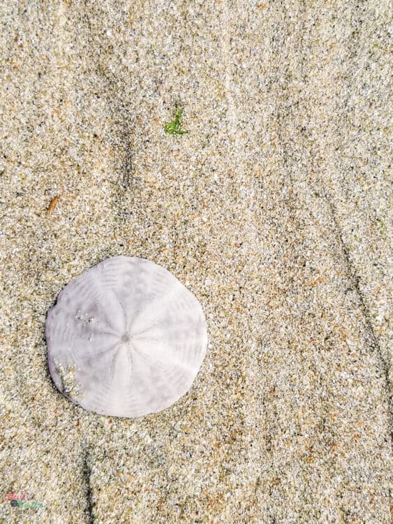 Sand dollar in sand