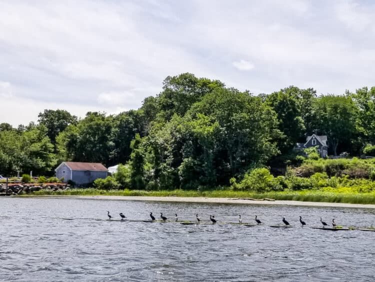 birds on Connecticut river