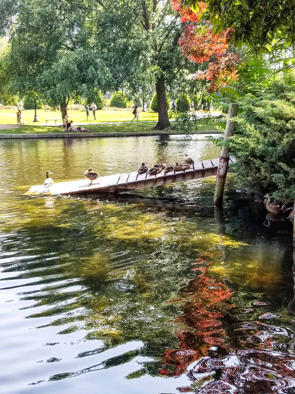 ducks in Boston Public Gardens